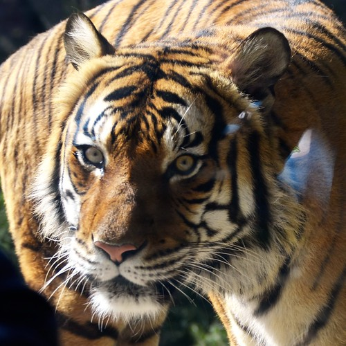 Picture for Ultimate Animal Authors