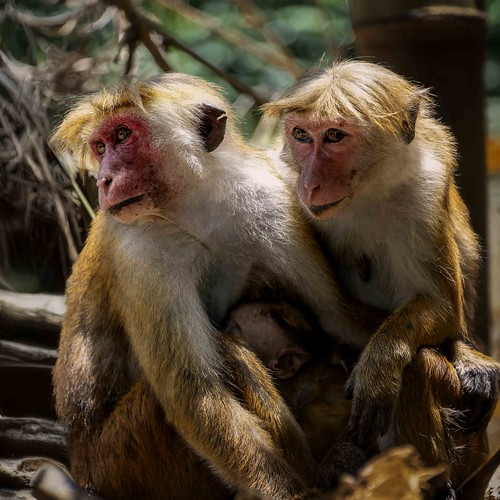 Course Ultimate Animal Authors image 2