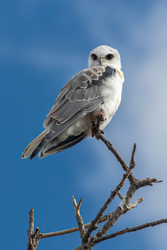 Picture for: Animal Kingdom Bloggers