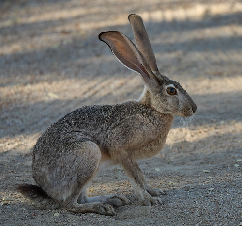 Course Animal Kingdom Bloggers image 2