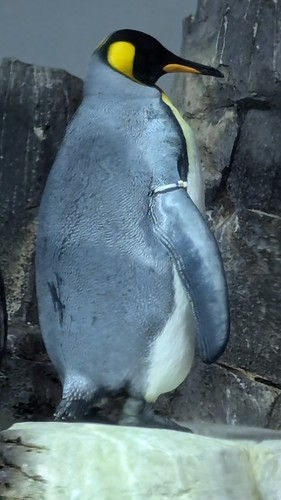 King Penguin