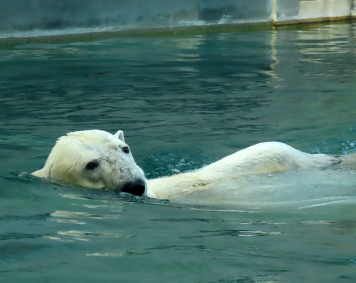 Picture for: Penguins & Polar Bears