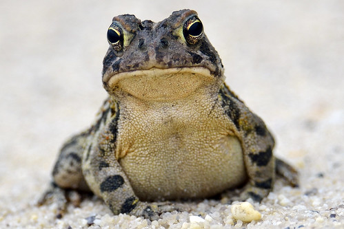 Picture for Curious Critters