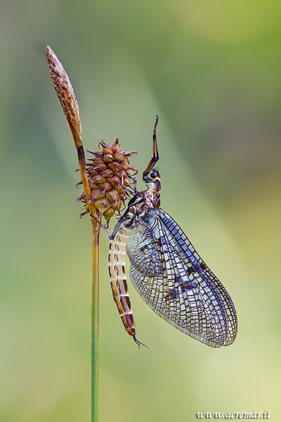 Picture for Magic School Bus: Living Things