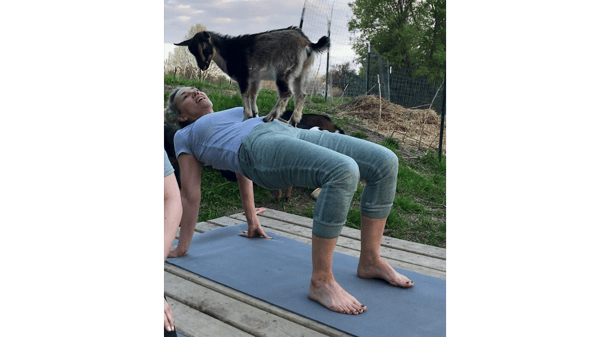 Picture for: Goat Yoga