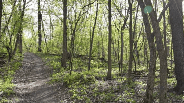 Course Shinrin Yoku - Forest Bathing image 1