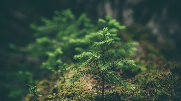 Picture for: Shinrin Yoku - Forest Bathing