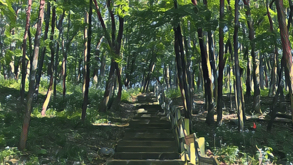 Course Shinrin Yoku - Forest Bathing image 3