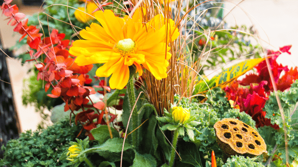 Course Make & Take Fall Container with Sailer's Greenhouse image 1