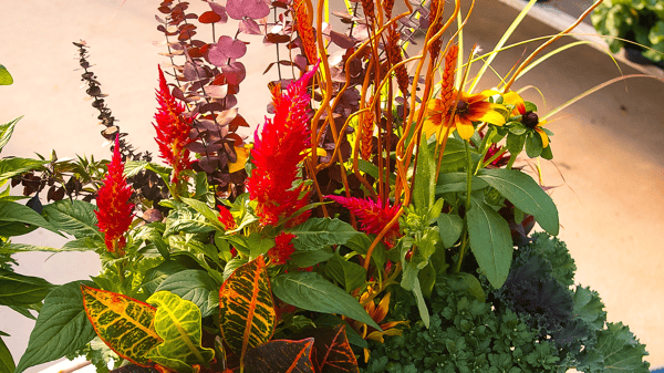 Picture for: Make & Take Fall Container with Sailer's Greenhouse