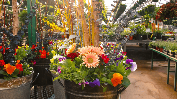 Picture for: Make & Take Spring Container with Sailer's Greenhouse