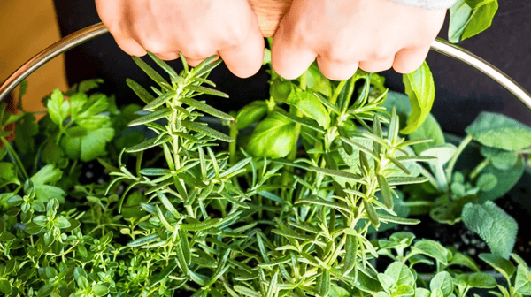 Picture for: Kitchen Herb Garden