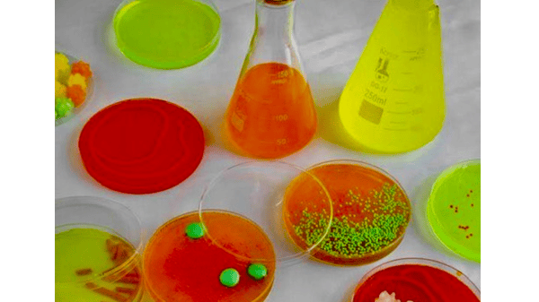 Course Culinary Stem- Edible Petri Dishes (Gr. K-5) - NEW! image 1