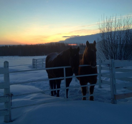 Picture for: 3-Day Horse Camp for Children (6-15)