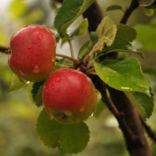 Picture for: Fruit Propagation: Turning Twigs to Trees