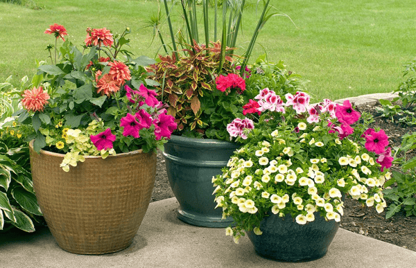 Picture for: Designing and Planting Effective Baskets and Planters