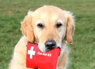 Course Pet CPR & First Aid image 1
