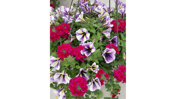 Picture for: Designing and Planting Effective Baskets and Planters