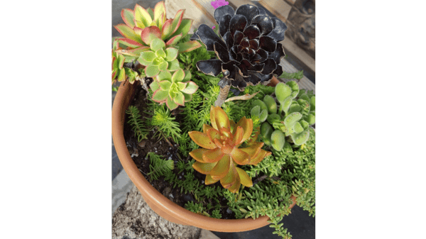 Picture for: Succulent Bowls