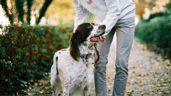 Picture for: Dog Obedience