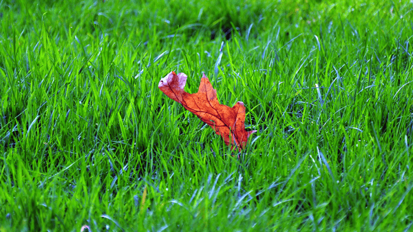 Picture for Fall Lawn Care - Online