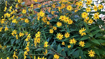 Picture for: Living Fencelines - Online