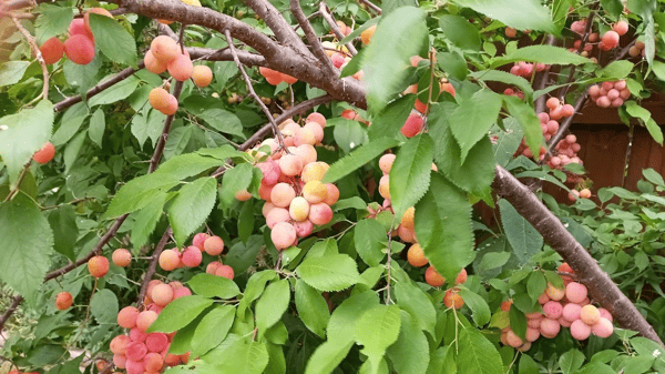 Picture for: Native Fruit Trees and Shrubs - Online