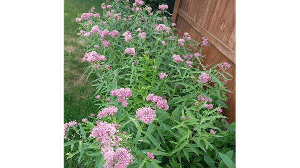 Picture for: Many MN Milkweeds - Online