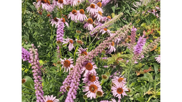 Picture for: Top Twenty Tough and Hardy Native Plants  - Online