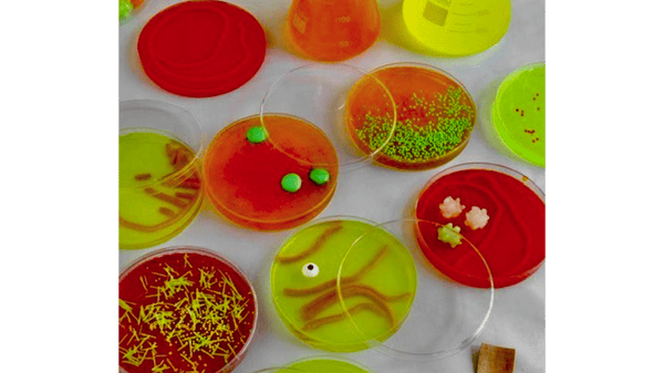 Picture for: Culinary STEM: Edible Petri Dishes (Gr K-5)