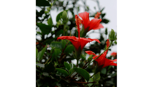 Picture for: Design & Grow Your Own Tropical Oasis