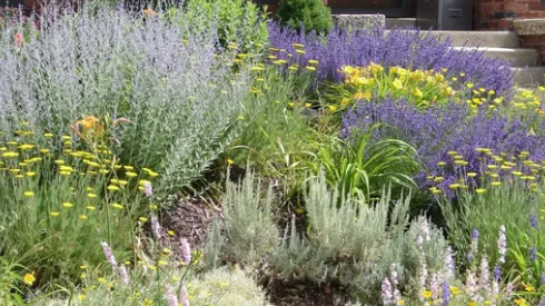 Picture for: Mid-Summer Rescue: Refresh & Replant Your Garden