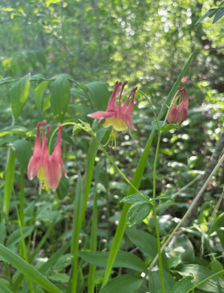 Course Chippewa Park Guided Nature Walk image 3