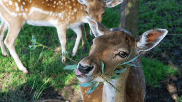 Picture for Managing and Minimizing Wildlife Damage - Online