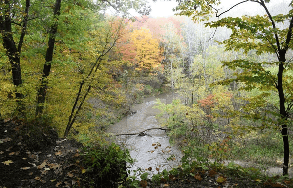 Course Online: Nature Heals - NEW! image 1