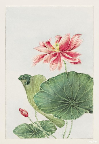 Hasu (lotus) during 1870–1880 by Megata Morikaga. Original from Library of Congress. Digitally enhanced by rawpixel.