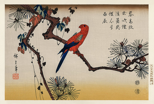 Ukiyo-e illustration, Macaw on Pine Branch by Utagawa Hiroshige, also known as Ando Hiroshige (1797-1858), a portrait of a vibrant macaw perched on a pine branch. Digitally enhanced from our own antique wood block print.