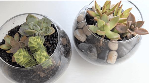 Picture for Succulent Terrariums