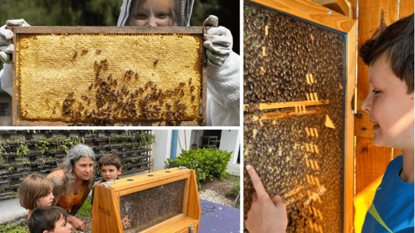 Picture for: Week 4: Urban Nature Explorers- Pollinator Habitats