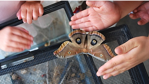 Picture for Week 6: Urban Natures Explorers- Tiny Engineers, Insects & Soil (GR. K-2)