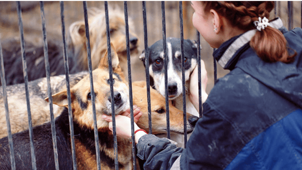 Picture for: Week 7: Innovation Explorers- Pet & Animal Helpers (Gr. 3-5)