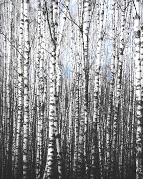 Picture for Birch Tree Painting