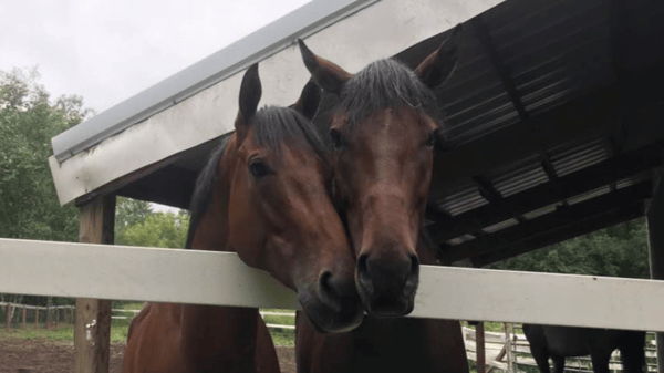 Course Horse Camp Ages 6-15 yrs. image 1