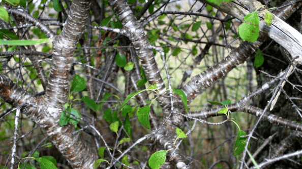 Course Virtual - Got Buckthorn? image 1
