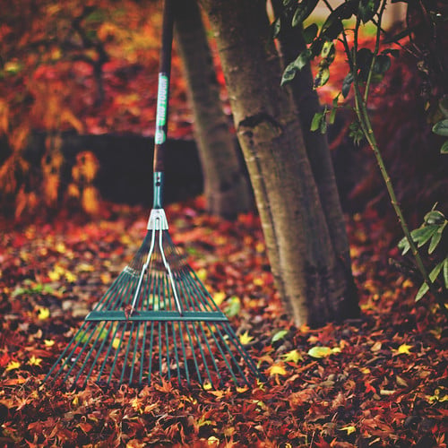 Fall, leaves, Rake, Rake-A-Thon, Volunteer