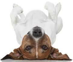 Picture for Pet Care