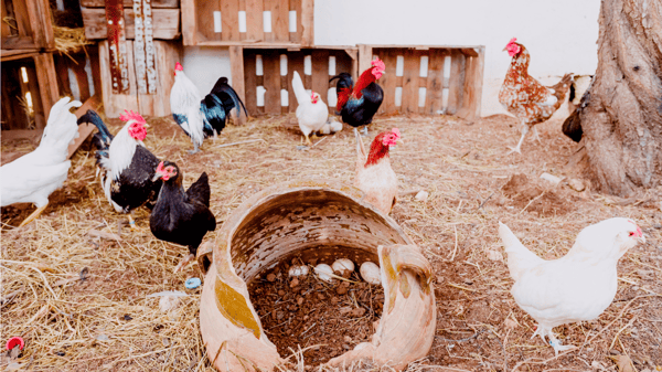 Picture for Preparing Your Backyard Chicken Coop for Winter