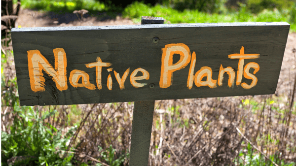 Course Natural Landscaping with Prairie Natives image 1
