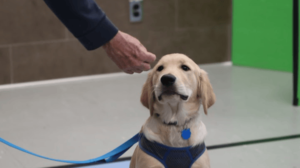 Picture for Dog Obedience Level 2: Basic Life Skills