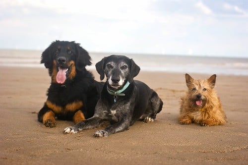 Course Puppy Kindergarten image 1